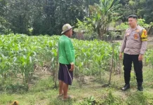 Dukung Ketahanan Pangan Desa Bhabinkamtibmas Polsek Tegineneng Sambangi Warga