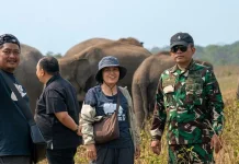 Gajah Way Kambas Dipersiapkan Hidup Tanpa Rantai dan Gancu