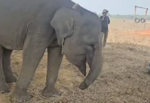 Erin, Gajah Korban Jerat yang Bertahan dengan Belalai Tak Utuh di TNWK