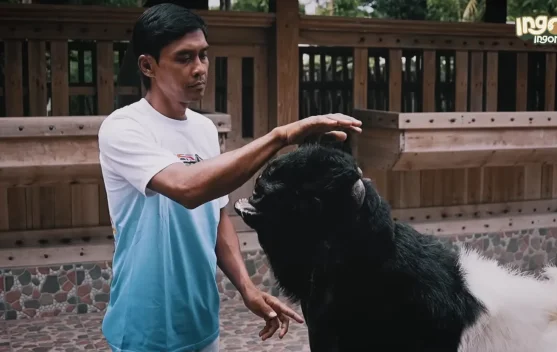 Jazaul Khair Bagikan Rahasia Sukses Ternak Kambing