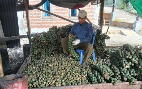 Berkah Ramadan di Balik Rebusan Kolang Kaling