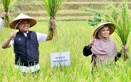 Bupati Pringsewu Panen Raya Padi Sehat di Sukoharjo