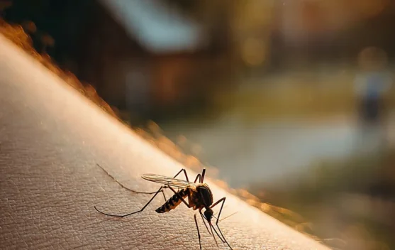 Eliminasi Malaria di Indonesia: Upaya Bersama Menuju Wilayah Bebas Penyakit