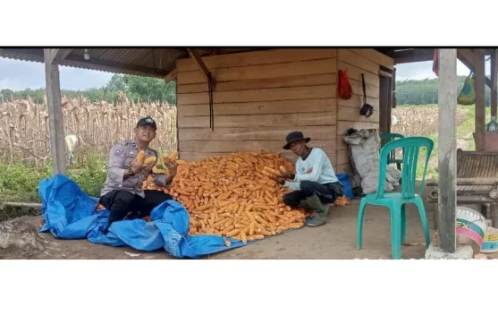 Bhabinkamtibmas Dampingi Petani Jagung Dukung Ketahanan Pangan