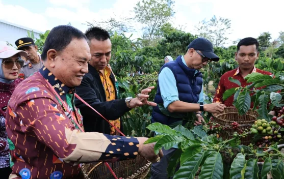 Kebun Induk Hanakau Jadi Pusat Pengembangan Benih Kopi Unggul di Lampung