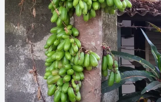 Belimbing Wuluh, Buah Asam dengan Beragam Manfaat bagi Kesehatan