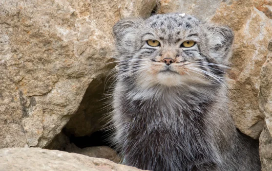 Kucing Manul, Si Kucing Liar Berwajah Unik