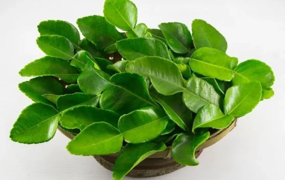 Daun Jeruk Tak Hanya Penyedap Masakan, Ini Potensi Khasiatnya bagi Tubuh