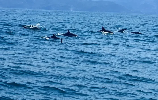 Pesona Teluk Kiluan, Surga Wisata Bahari di Kelumbayan Tanggamus