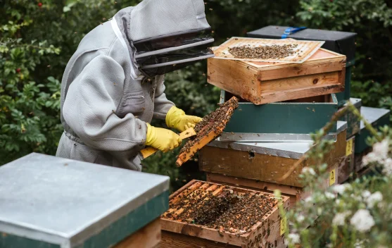 Tren Urban Beekeeping: Budidaya Lebah Klanceng Urban Makin Diminati