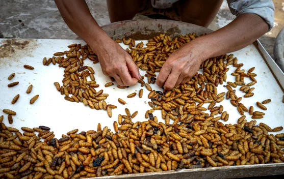 Inovasi Pakan Ternak Berbasis Maggot: Solusi Terjangkau Peternak Lokal