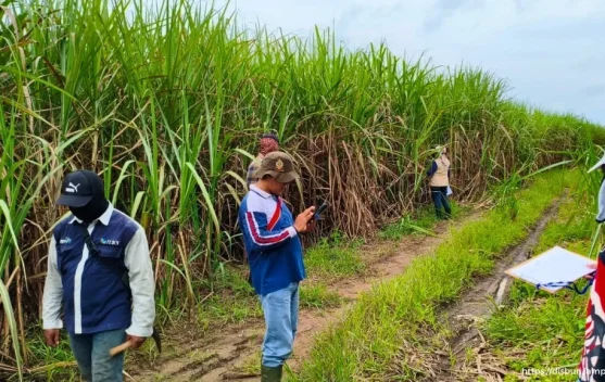 Dukung Swasembada Gula, Lampung Kembangkan 13 Ribu Hektare Lahan Tebu