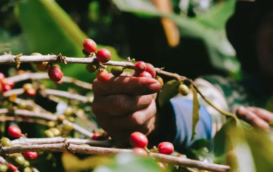 Lampung Siapkan Pengembangan Kopi 2.200 Hektare pada 2026