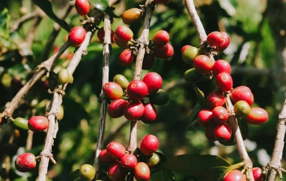 Luas Areal Perkebunan Kopi Lampung Capai 152.527 Hektare