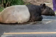 Polda Lampung Ungkap Perburuan Tapir Dilindungi di Register 45 Mesuji