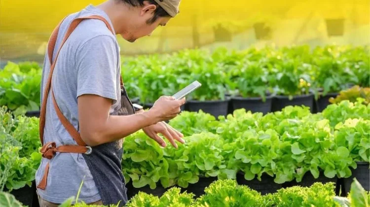 Digitalisasi Sejahterakan Petani