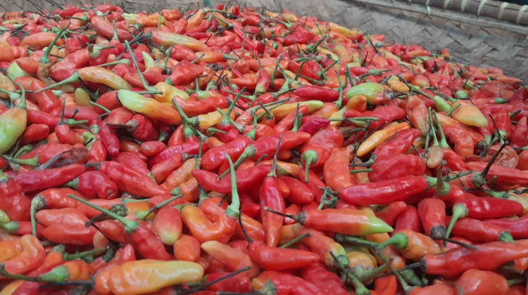 H-2 jelang Ramadan Harga Cabe Merah Tembus 70 Ribu Rupiah