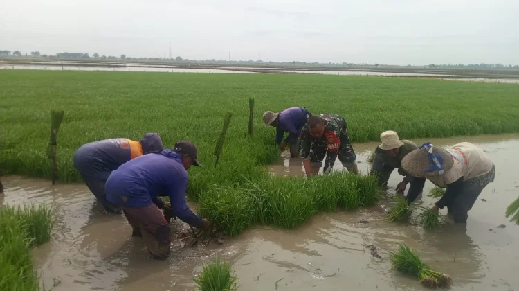 Babinsa Turun Langsung Bantu Petani Tanam Pagi