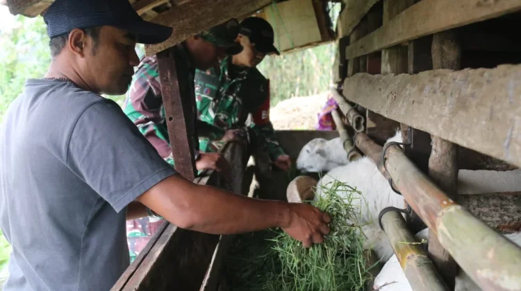 Kodim 0624 Dorong Kesejahteraan Warga lewat Bantuan Domba