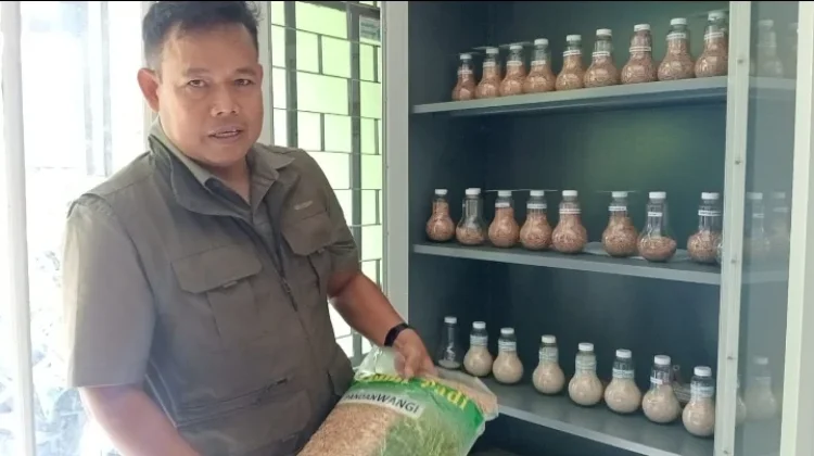 Jadi Ikon, Pemkab Cianjur Lestarikan Padi Pandanwangi