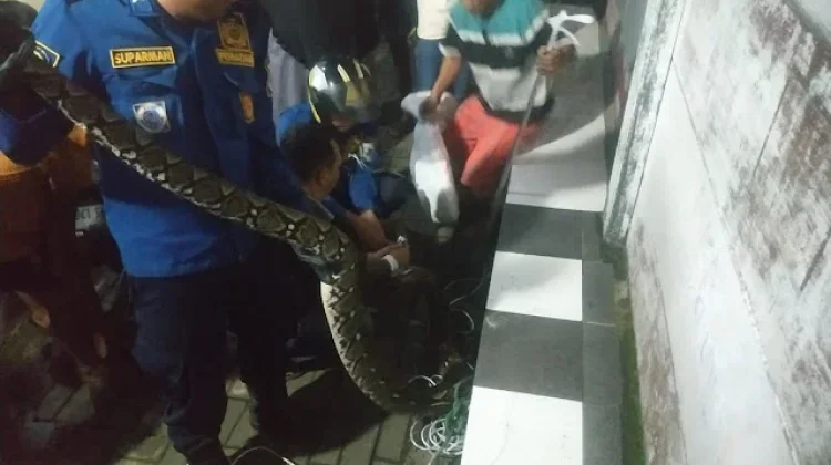 Damkar Cimahi Evakuasi Ular Sanca 5 Meter di Komplek Gardenia