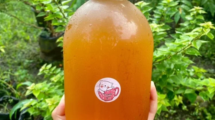 Khasiat Kombucha untuk Kesehatan