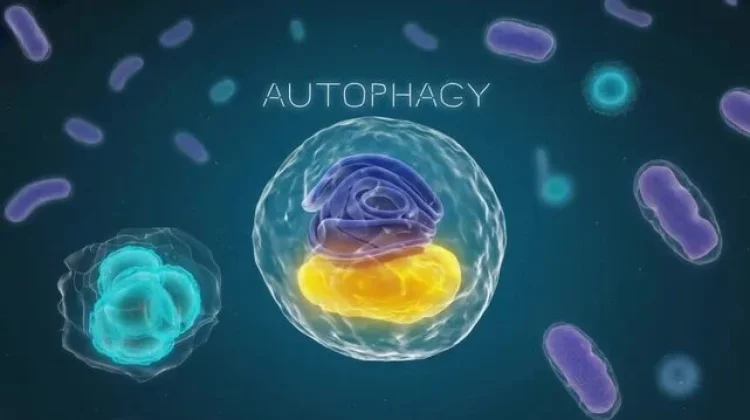Apa itu Autophagy?