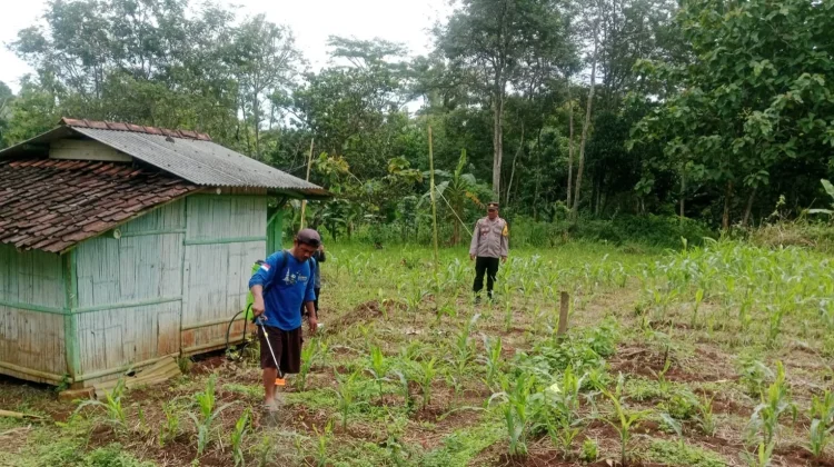 Ketahanan Pangan Petani dan Polisi Rawat Tanaman Jagung dari Hama