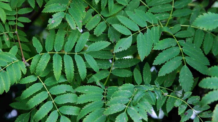 Manfaat Daun Kari, Bukan Sekedar Penyedap Masakan