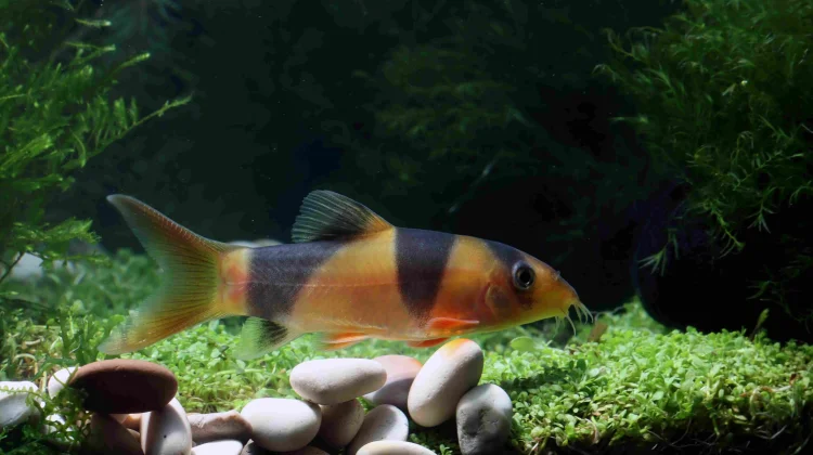 Manfaat Aquarium dalam Menghidupkan Suasana Rumah