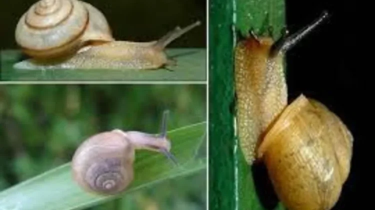 Siput Keong dalam Budaya Alam dan Kehidupan Manusia