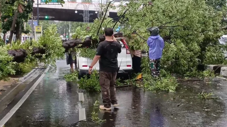 Hujan Lebat dan Angin Kencang, 16 Titik Terdampak Pohon Tumbang