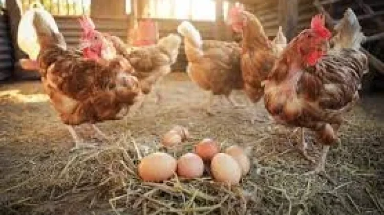 NU Jabar Tangkap Peluang Usaha Ayam Petelur