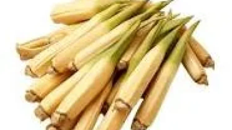 Sederet Manfaat Rebung untuk Kesehatan Tubuh