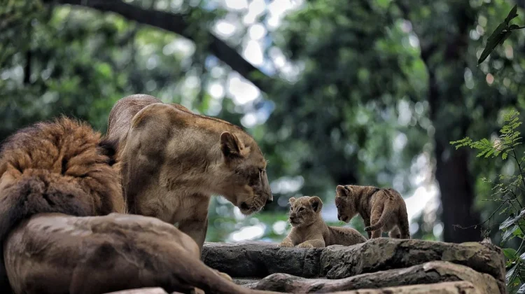 Bandung Zoo Ditutup saat Libur Lebaran