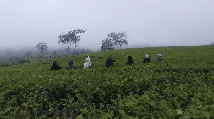 Menikmati Eksotisnya Perkebunan Teh Rancabali Kabupaten Bandung