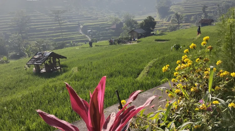 Cisema, Wisata Pesawahan yang Memanjakan Mata