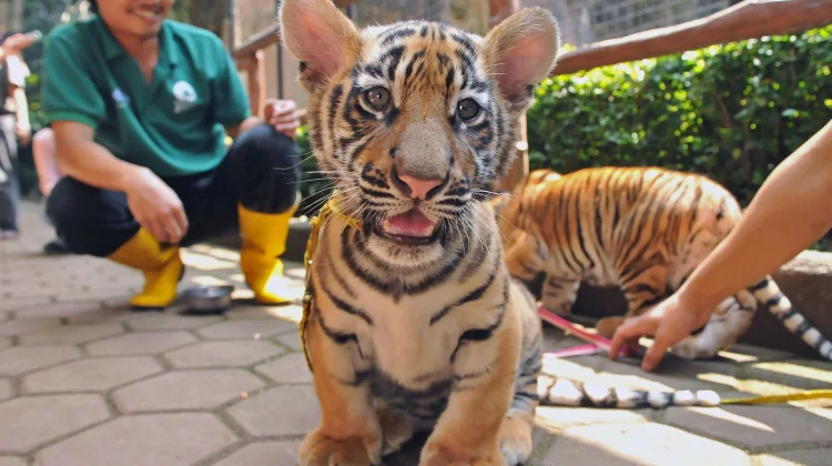 Seekor Bayi Harimau 8 Bulan Mati di Bandung Zoo