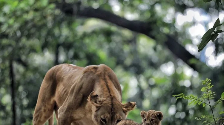Anak Harimau Benggala Mati, Satu Lagi Masih Menjalani Perawatan Intensif