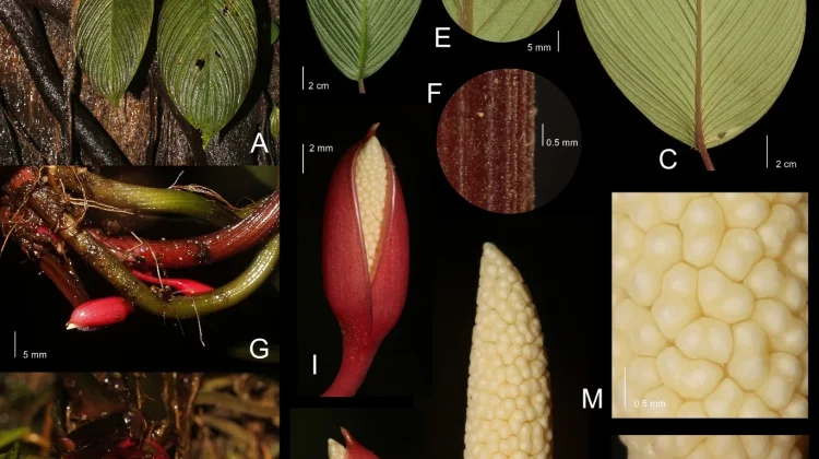 Peneliti SITH ITB Ungkap Spesies Baru Homalomena Bunga Merah