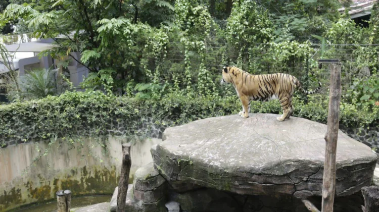 Lagi, Anak Harimau di Bonbin Bandung Mati
