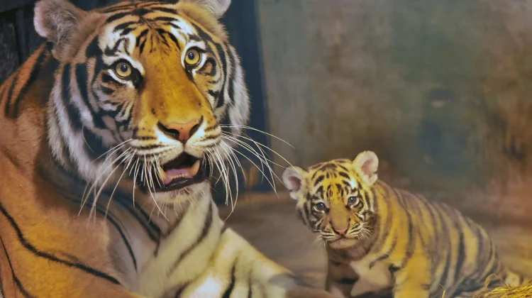 BBKSDA Jabar Ungkap Virus yang Membuat Dua Anak Harimau di Bandung Zoo Mati
