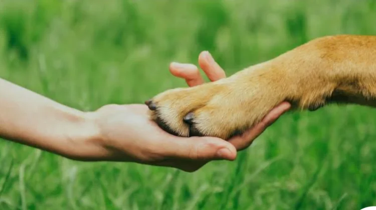 Lima Belas Ribu Tahun Lalu, Manusia Sudah Hidup Bersama Anjing