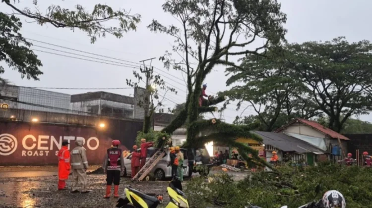 Pohon Tumbang di Kota Tasikmalaya Menimpa Dua Unit Mobil