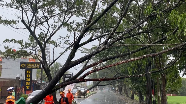 Data Terkini Dampak Cuaca Ekstrem di Kota Tasikmalaya, Belasan Pohon Tumbang