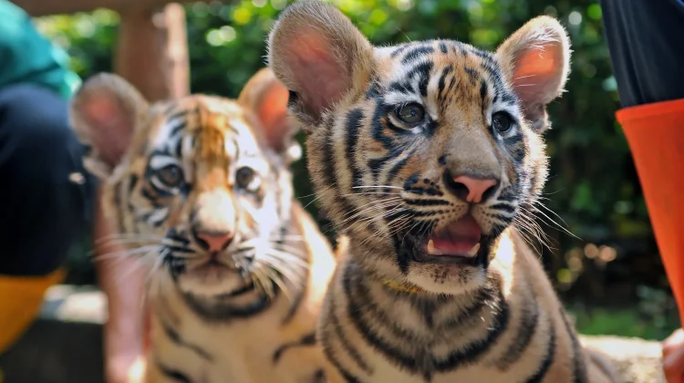 Penjelasan BBKSDA Soal Kematian Dua Anak Harimau di Bandung Zoo