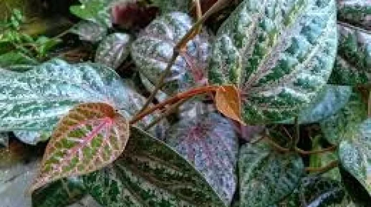 Sederet Manfaat Rebusan Daun Sirih Merah
