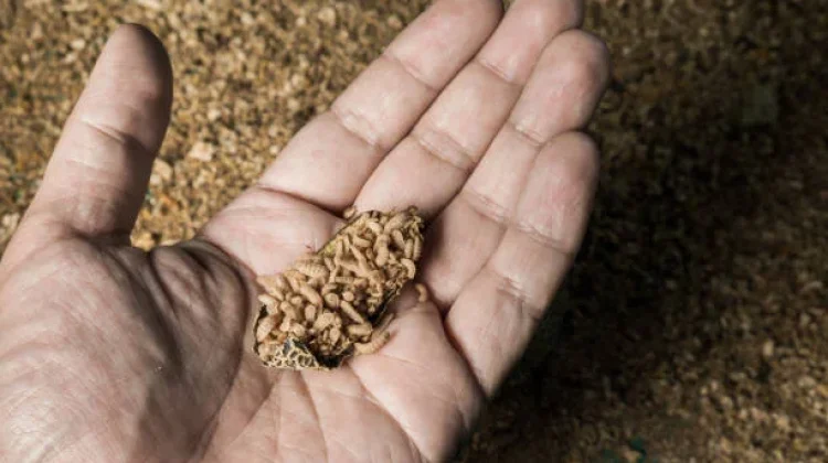 Pemkot Cimahi Kembangkan Maggot, Ubah Sampah Organik Jadi Peluang Ekonomi