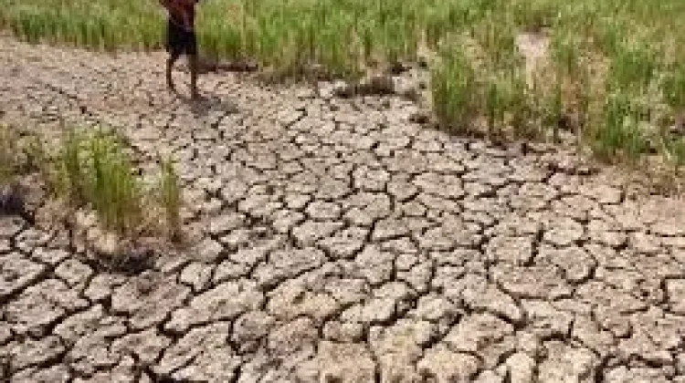 El Nino 2026 Terdeteksi, Distanhorti Ambil Langkah Antisipasif