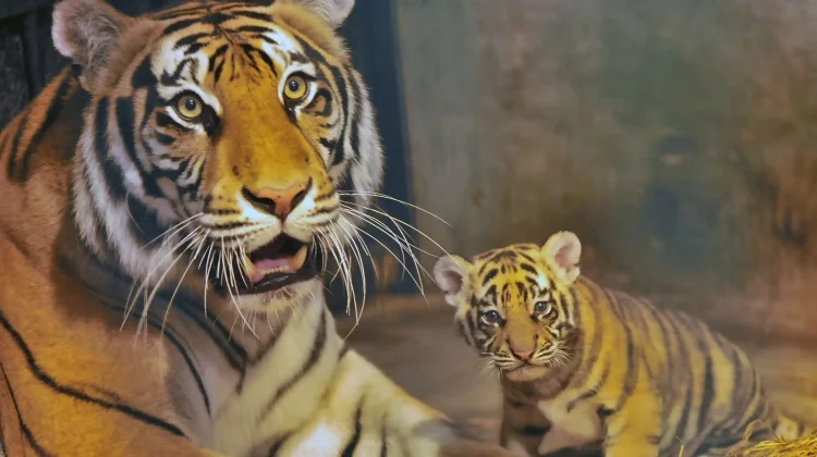 Dokter Hewan: Virus Panleukopenia Punya Angka Kematian Tinggi pada Anak Harimau